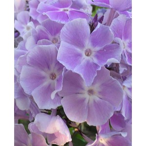 Флокс Phlox Miss Kelly Флокс Phlox Miss Kelly